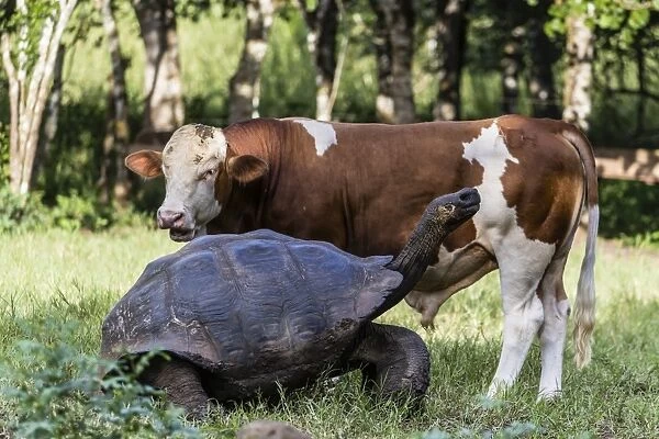 Wild Galapagos giant tortoise (Geochelone elephantopus) with cow on Santa Cruz Island