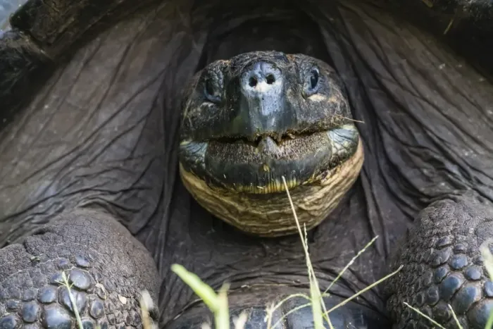 Framed Print : Wild Galapagos giant tortoise (Geochelone elephantopus), face detail, Santa Cruz Island