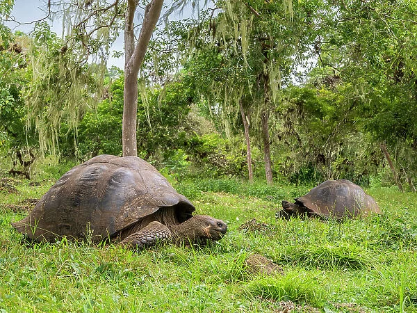 Wild Galapagos giant tortoises (Chelonoidis spp), found in Rancho Manzanillo, Santa Cruz Island, Galapagos Islands, UNESCO World Heritage Site, Ecuador, South America