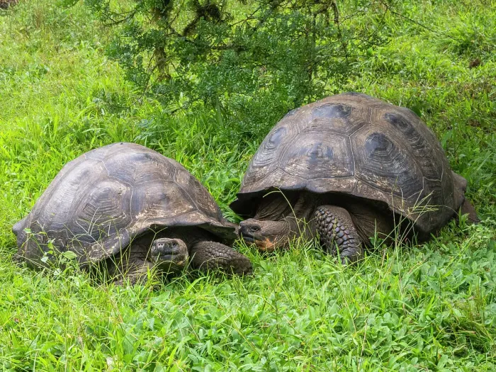 Framed Print : Wild Galapagos giant tortoises (Chelonoidis spp), found in Rancho Manzanillo, Santa Cruz Island, Galapagos Islands, UNESCO World Heritage Site, Ecuador, South America Framed Print : Wild Galapagos giant tortoises (Chelonoidis spp), found in Rancho Manzanillo, Santa Cruz Island, Galapagos Islands, UNESCO World Heritage Site, Ecuador, South America