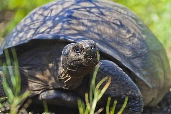 Wild Galapagos tortoise (Geochelone elephantopus), Urbina Bay, Isabela Island, Galapagos Islands, UNESCO World Heritage Site, Ecuador, South America