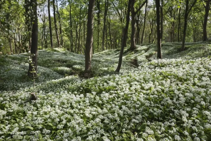 Framed Print : Wild garlic in deciduous woodland, near Chipping Campden, Cotswolds, Gloucestershire Framed Print : Wild garlic in deciduous woodland, near Chipping Campden, Cotswolds, Gloucestershire