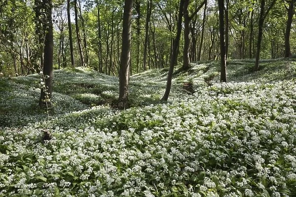 Wild garlic in deciduous woodland, near Chipping Campden, Cotswolds, Gloucestershire