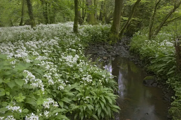 Framed Print : Wild garlic, or ramson, Allium ursinum, Lancashire, England, United Kingdom, Europe Framed Print : Wild garlic, or ramson, Allium ursinum, Lancashire, England, United Kingdom, Europe