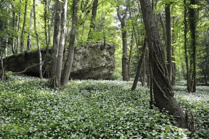 Framed Print : Wild garlic (ramsons) (Allium ursinum) carpeting woodland floor around limestone outcrop, Wiltshire, England, United Kingdom, Europe Framed Print : Wild garlic (ramsons) (Allium ursinum) carpeting woodland floor around limestone outcrop, Wiltshire, England, United Kingdom, Europe
