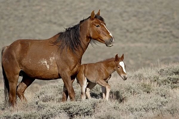 Wild horse (Equus Caballus) mare and foal, Green River, Wyoming, United States of America