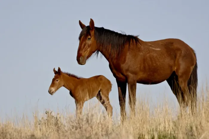 Framed Print : Wild horse (Equus Caballus) mare and foal, Green River, Wyoming, United States of America Framed Print : Wild horse (Equus Caballus) mare and foal, Green River, Wyoming, United States of America