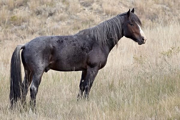 Wild horse (Equus Caballus) stallion, Theodore Roosevelt National Park, North Dakota, United States of America, North America