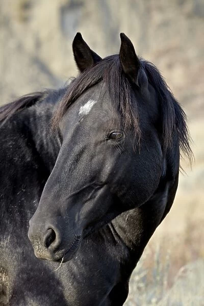 Wild horse (Equus Caballus), Theodore Roosevelt National Park, North Dakota