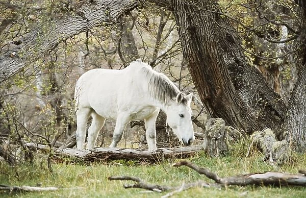 Wild horses, El Calafate, Patagonia, Argentina, South America