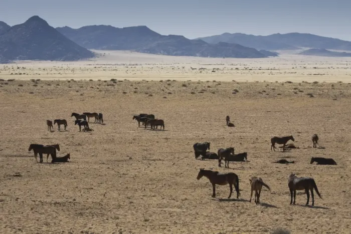 Framed Print : Wild horses, near Aus, Namib Desert, Namibia, Africa Framed Print : Wild horses, near Aus, Namib Desert, Namibia, Africa