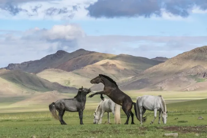 Framed Print : Wild horses playing and grazing and Khangai mountains in the background, Hovsgol province Framed Print : Wild horses playing and grazing and Khangai mountains in the background, Hovsgol province