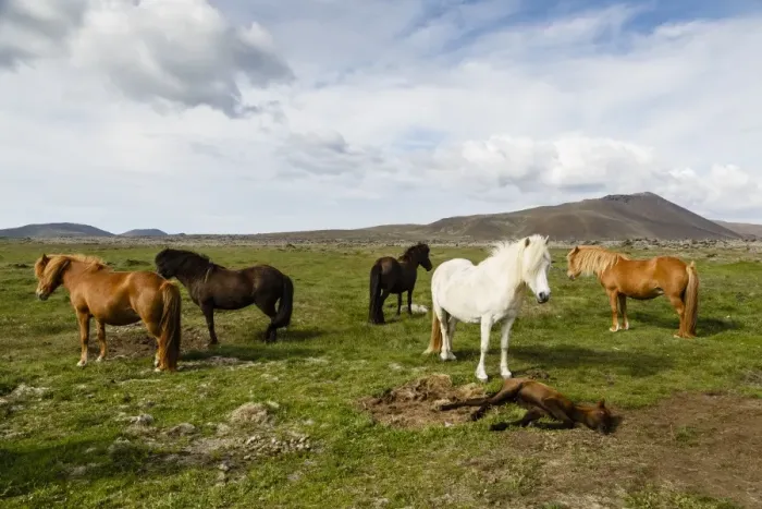 Framed Print : Wild horses, Reykjanes Peninsula, Iceland, Polar Regions Framed Print : Wild horses, Reykjanes Peninsula, Iceland, Polar Regions