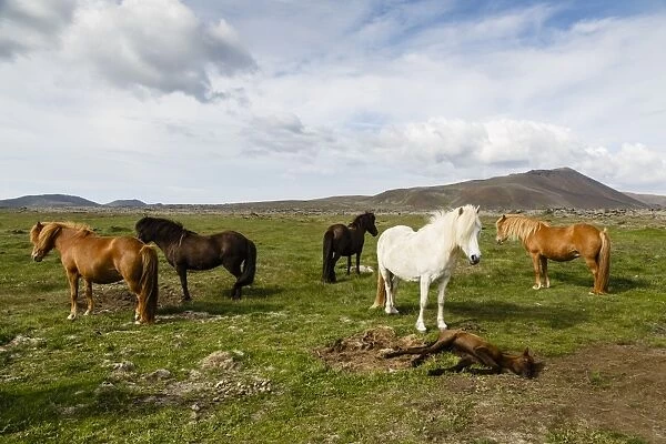 Wild horses, Reykjanes Peninsula, Iceland, Polar Regions