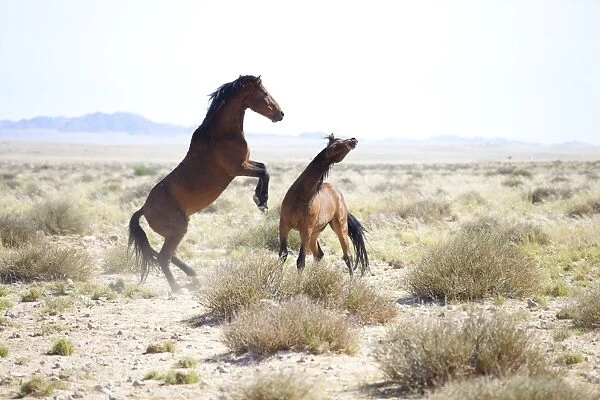 Two wild horses sparring in the bleached landscape near Aus, Namibia, Africa