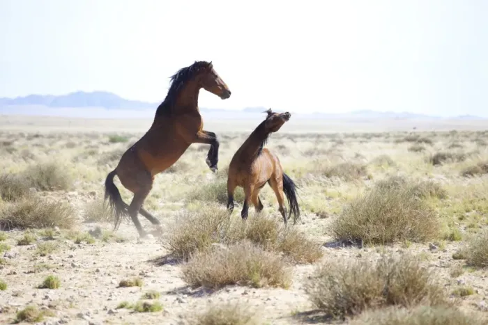 Framed Print : Two wild horses sparring in the bleached landscape near Aus, Namibia, Africa