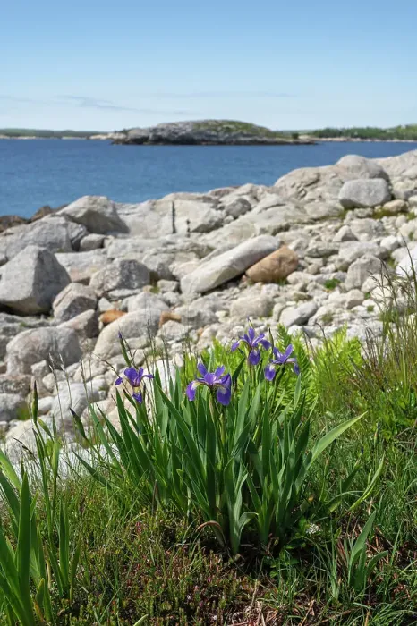 Framed Print : Wild Iris flowers on the rocky coastline by the Atlantic Ocean, Dr. Bill Freedman Nature Preserve, Nature Conservancy of Canada, Nova Scotia, Canada, North America Framed Print : Wild Iris flowers on the rocky coastline by the Atlantic Ocean, Dr. Bill Freedman Nature Preserve, Nature Conservancy of Canada, Nova Scotia, Canada, North America