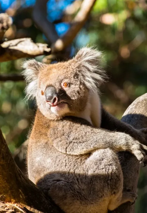 Framed Print : Wild Koala in the trees on Kangaroo Island. South Australia, Australia, Pacific Framed Print : Wild Koala in the trees on Kangaroo Island. South Australia, Australia, Pacific