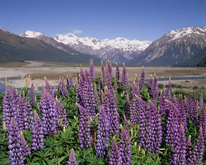 Framed Print : Wild lupin flowers (Lupinus) with Birdwood Mountains behind Framed Print : Wild lupin flowers (Lupinus) with Birdwood Mountains behind