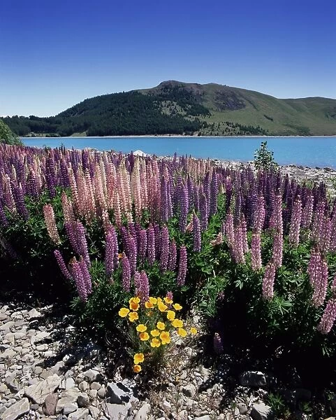 Wild lupin flowers (Lupinus) beside Lake Tekapo