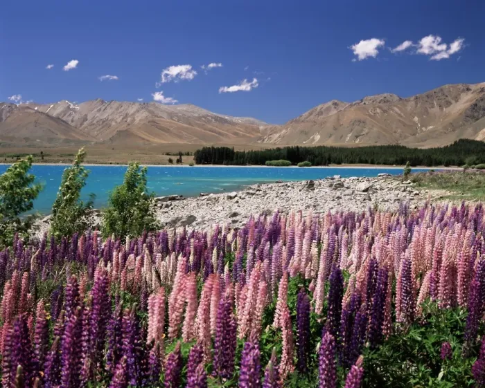 Framed Print : Wild lupin flowers (Lupinus) beside Lake Tekapo Framed Print : Wild lupin flowers (Lupinus) beside Lake Tekapo