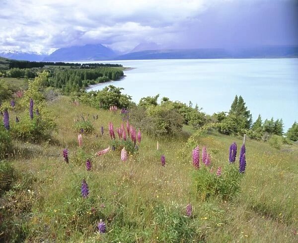 Wild lupins beside Lake Pukaki