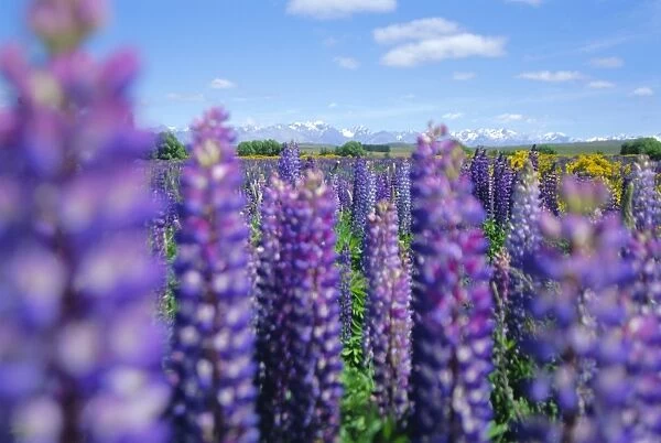 Wild lupins in the Mt Cook National Park