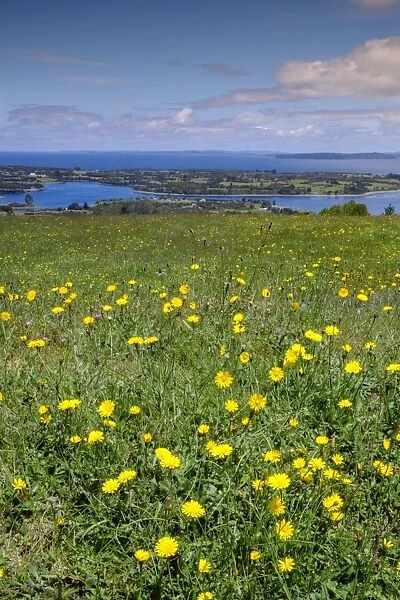 Wild meadowlands on Chiloe Island, Patagonia, Chile, South America