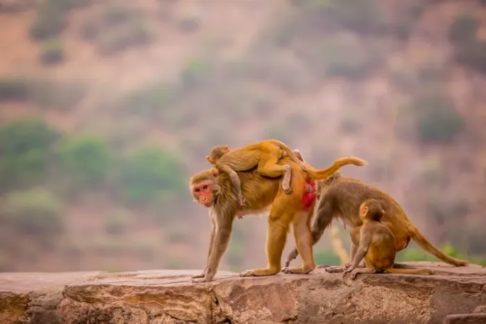 Framed Print : Wild monkeys, Jaipur, Rajasthan, India, Asia Framed Print : Wild monkeys, Jaipur, Rajasthan, India, Asia