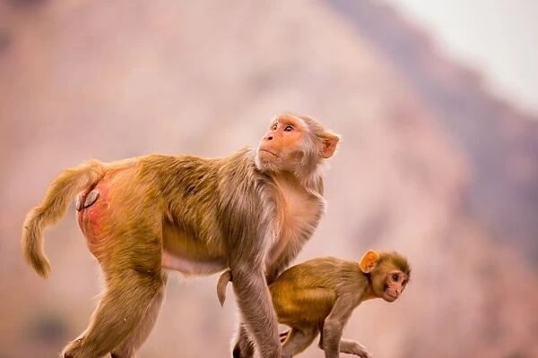Wild monkeys, Jaipur, Rajasthan, India, Asia