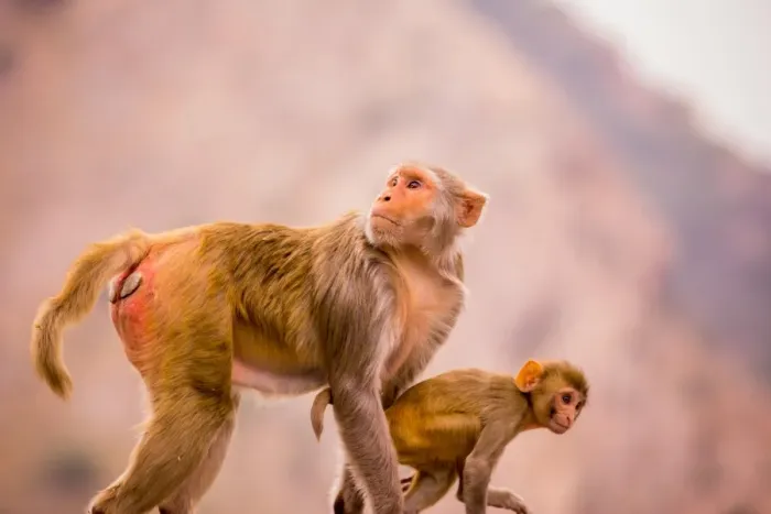 Framed Print : Wild monkeys, Jaipur, Rajasthan, India, Asia Framed Print : Wild monkeys, Jaipur, Rajasthan, India, Asia