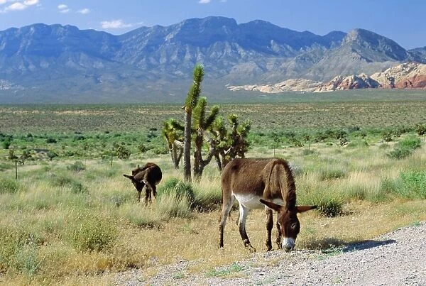 Wild mules
