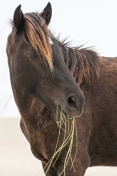 Wild mustang (banker horse) (Equus ferus caballus) in Currituck National Wildlife Refuge