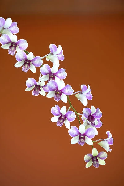 Detail of a wild orchid growing in Siem Reap, Cambodia, Indochina, Southeast Asia, Asia
