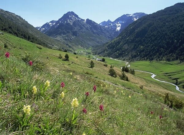 Wild orchids (Dactyorhiza sambucina), Vall d Incles, Soldeu, Andorra, Europe