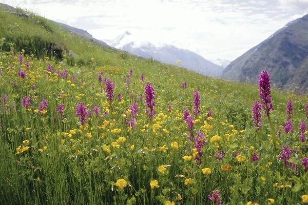 Wild orchids flowering in a meadow in the Himalayas south of Keylong