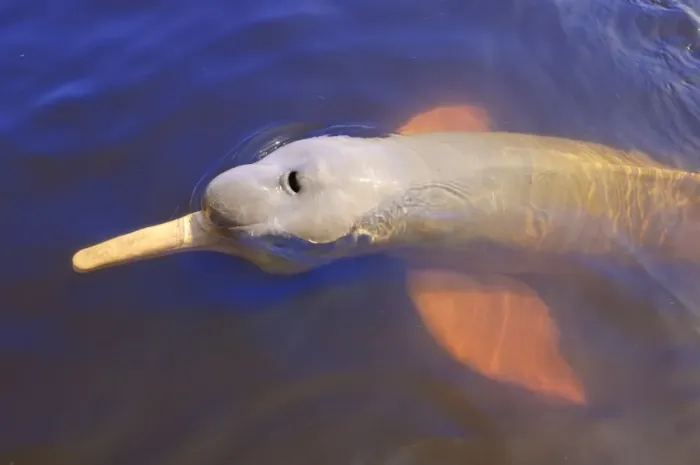 Framed Print : Wild pink Amazon River dolphin, Amazon River, Brazil, South America Framed Print : Wild pink Amazon River dolphin, Amazon River, Brazil, South America