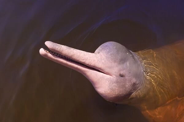 Wild pink Amazon River dolphin, Amazon River, Brazil, South America