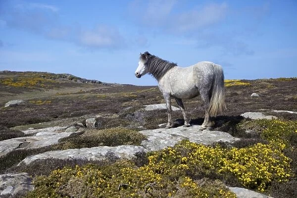 Wild pony grazing on St. Davids Head in spring sunshine, Pembrokeshire National Park
