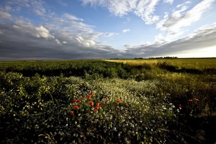 Framed Print : Wild poppies in an open field in Norfolk, England, United Kingdom, Europe Framed Print : Wild poppies in an open field in Norfolk, England, United Kingdom, Europe