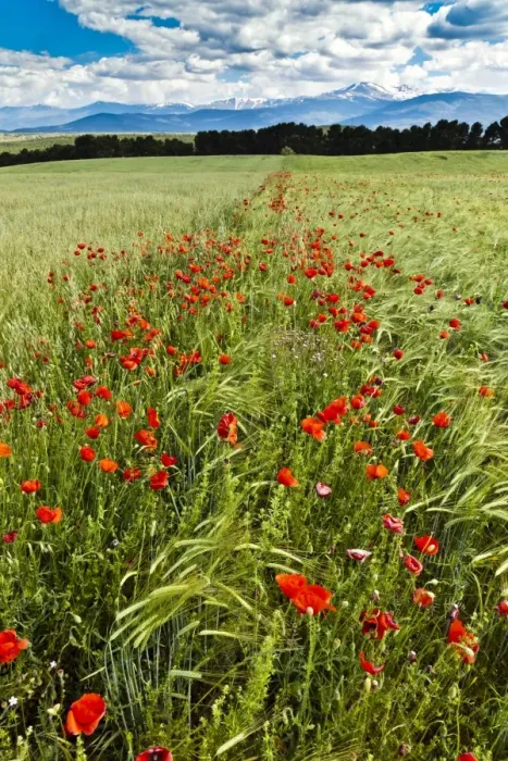 Framed Print : Wild poppies (Papaver rhoeas) and wild grasses in front of snow capped Sierra Nevada mountains, Andalucia, Spain, Europe