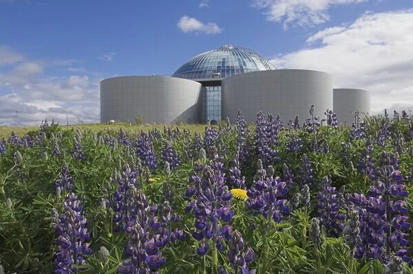 Wild purple lupins surrounding the Pearl (Perlan) Oskjulid dome