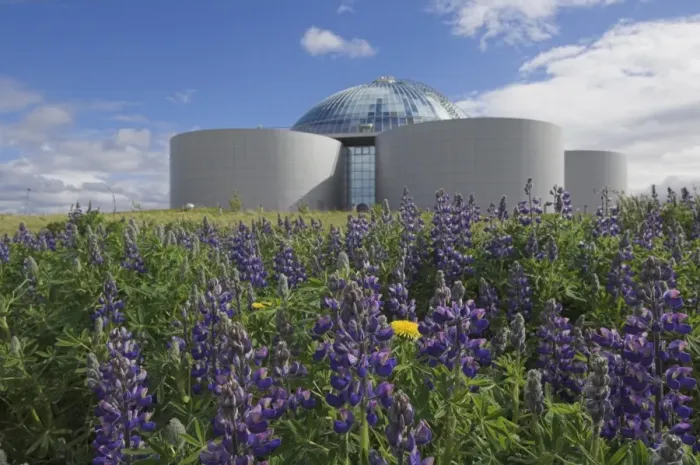 Framed Print : Wild purple lupins surrounding the Pearl (Perlan) Oskjulid dome Framed Print : Wild purple lupins surrounding the Pearl (Perlan) Oskjulid dome
