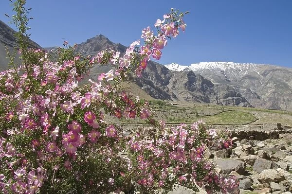 Wild rose shrub in blossom with mountains beyond