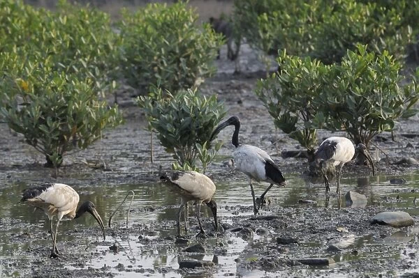 Wild Sacred ibis (Threskiornis aethiopicus) on mangrove swamp mudflats, Guandu, Taiwan