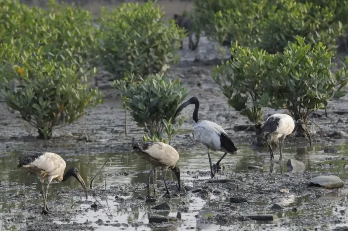 Framed Print : Wild Sacred ibis (Threskiornis aethiopicus) on mangrove swamp mudflats, Guandu, Taiwan Framed Print : Wild Sacred ibis (Threskiornis aethiopicus) on mangrove swamp mudflats, Guandu, Taiwan