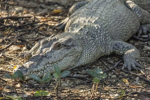 Wild saltwater crocodile (Crocodylus porosus) on the banks of the Hunter River, Mitchell River National Park, Kimberley, Western Australia, Australia, Pacific