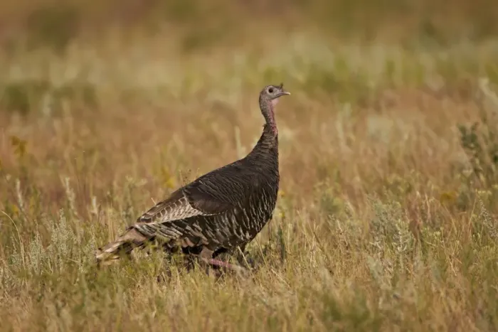 Framed Print : Wild turkey (Meleagris gallopavo), Custer State Park, South Dakota, United States of America, North America Framed Print : Wild turkey (Meleagris gallopavo), Custer State Park, South Dakota, United States of America, North America