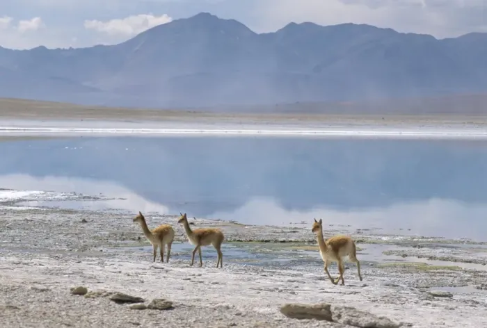 Framed Print : Wild vicunas on borax mineral flats, Laguna Verde, with mineral flat margin Framed Print : Wild vicunas on borax mineral flats, Laguna Verde, with mineral flat margin