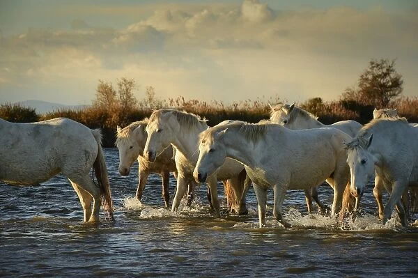 Wild white horses, Camargue, France, Europe